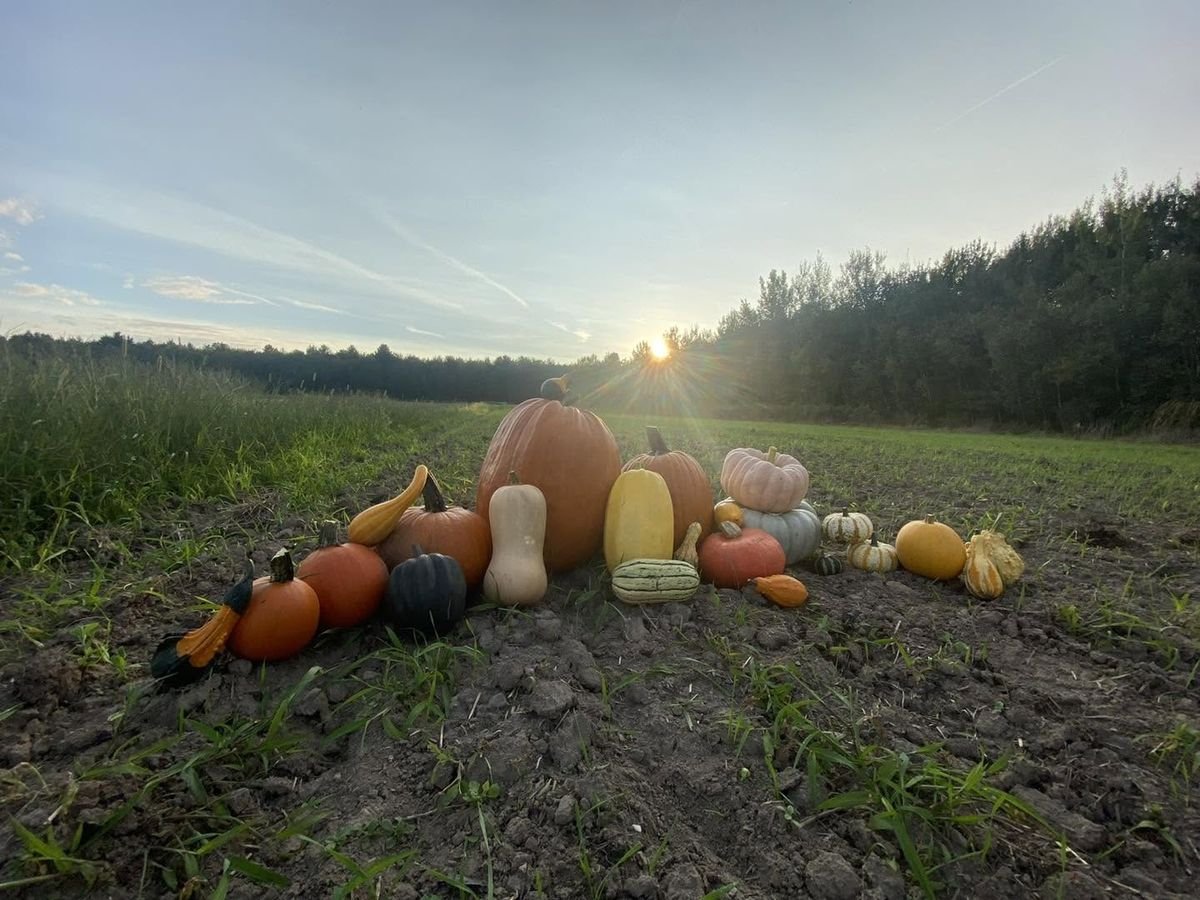 Courges et citrouilles au champ au coucher du soleil