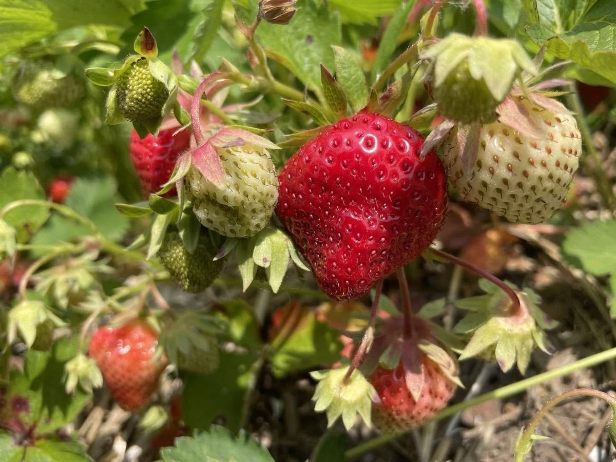 Fraises mûres sur le plant