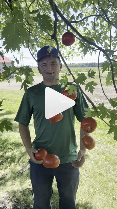 Vidéo : des tomates qui poussent dans un arbre