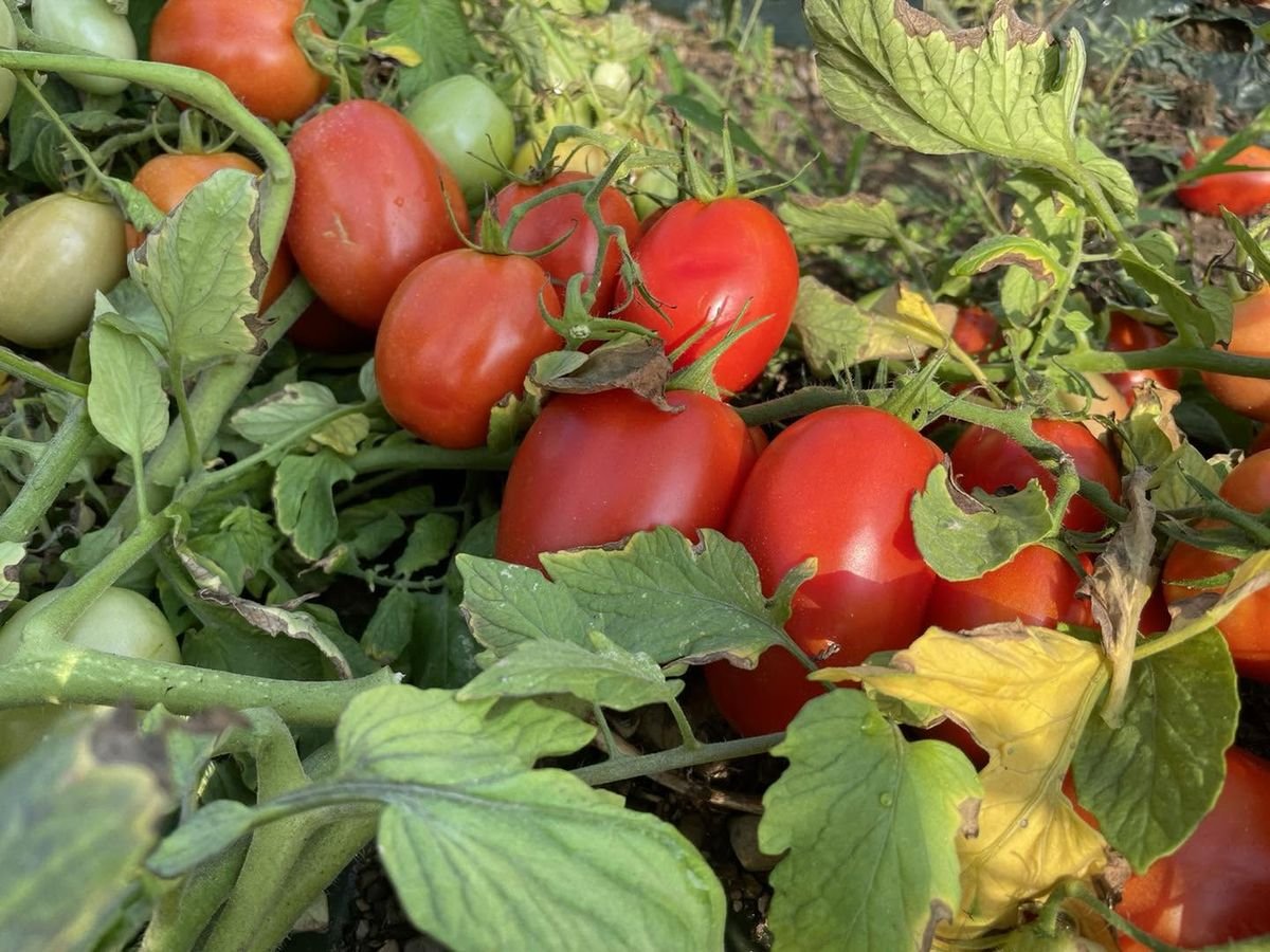 Tomates mûres dans le feuillage